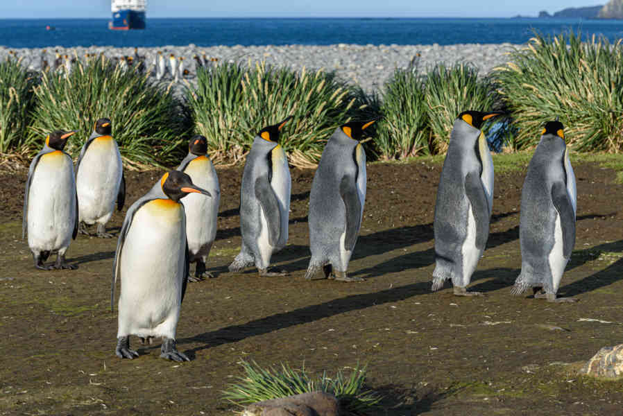 Pingüino Rey - islas Georgias del Sur 060.jpg
